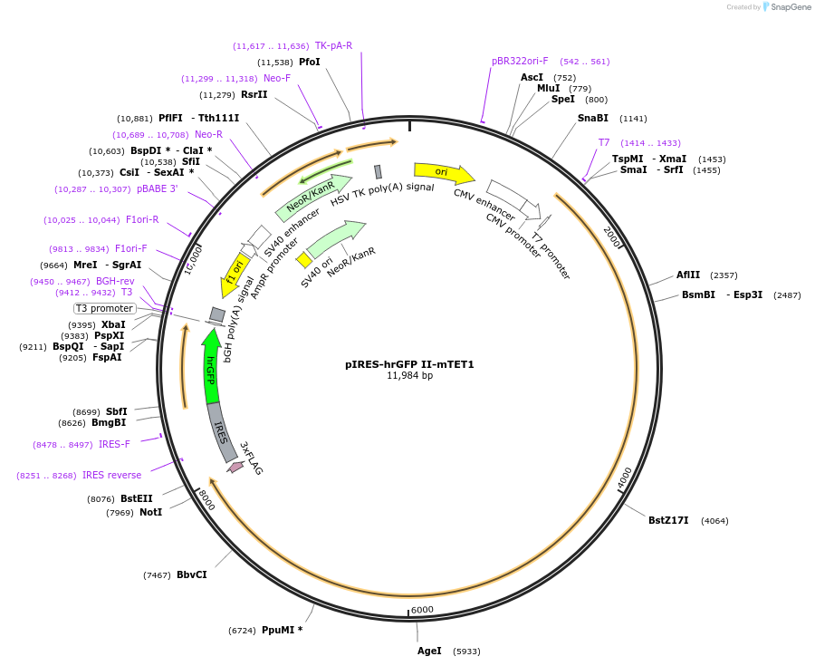 83569-plasmid-map-sequence-id-191033