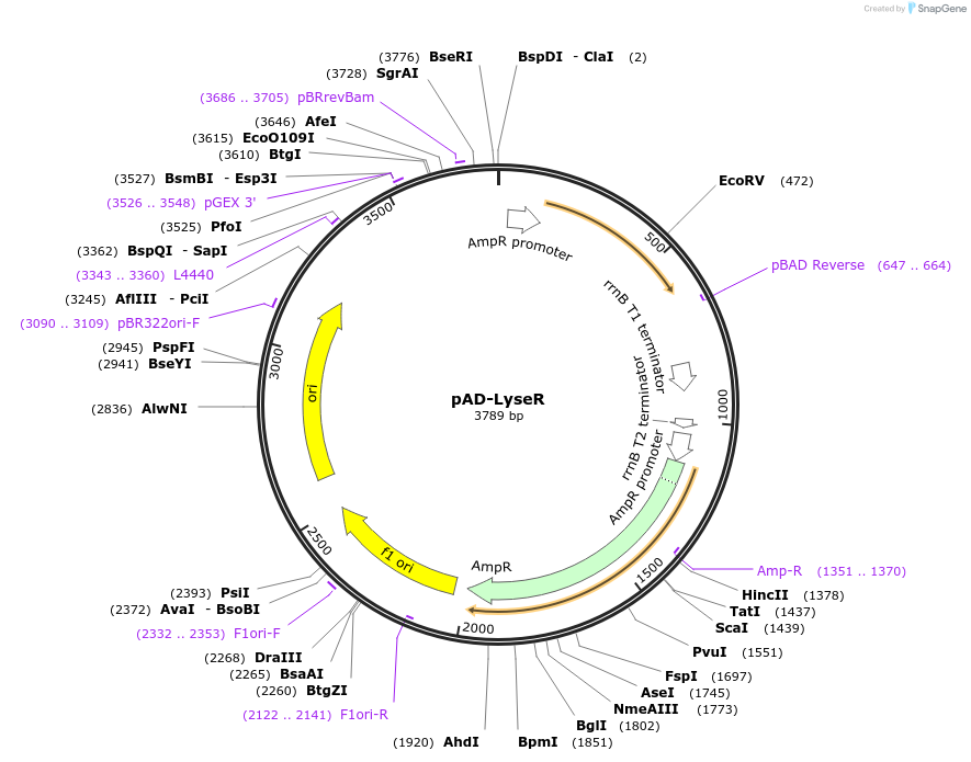 99244-plasmid-map-sequence-id-191038