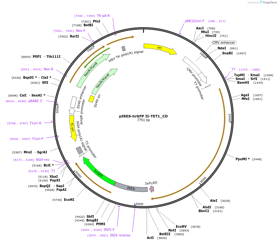 83570-plasmid-map-sequence-id-191046