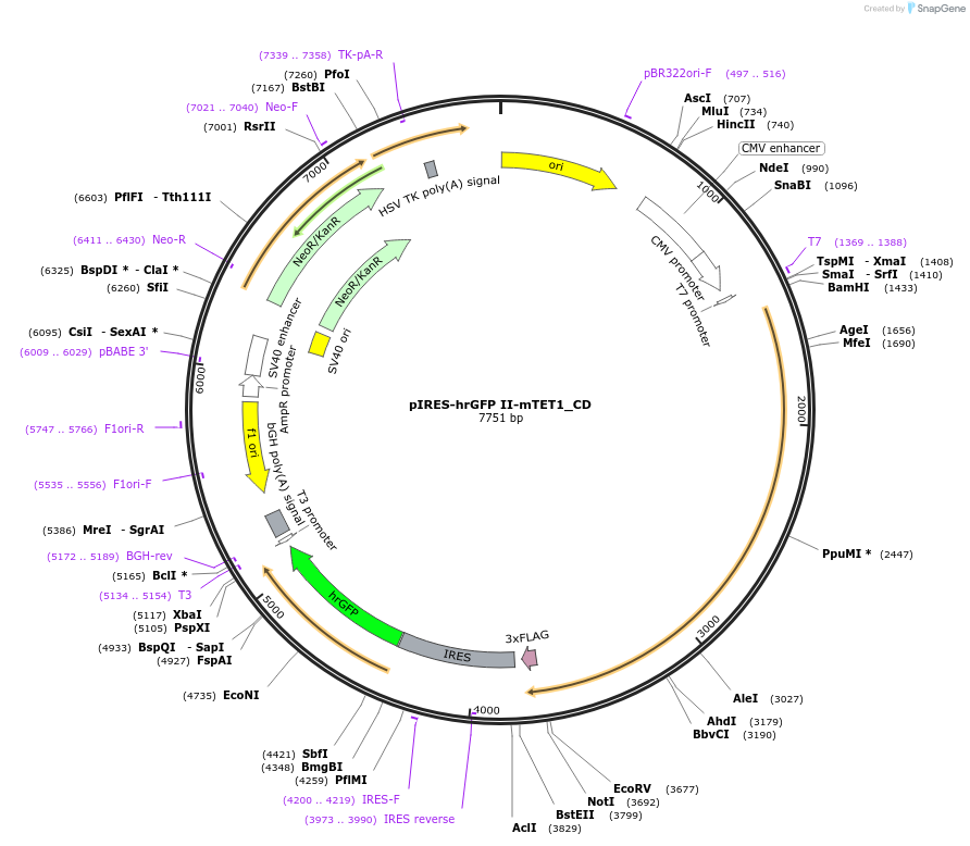 83571-plasmid-map-sequence-id-191052