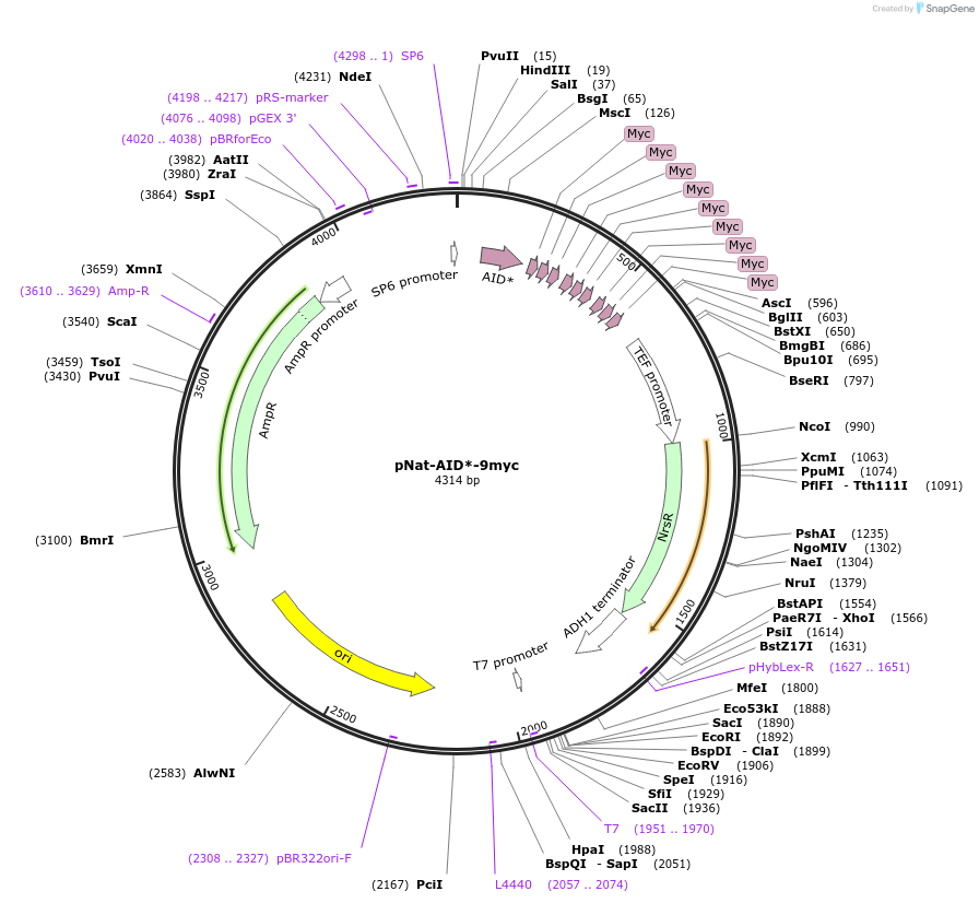 99523-plasmid-map-sequence-id-191053
