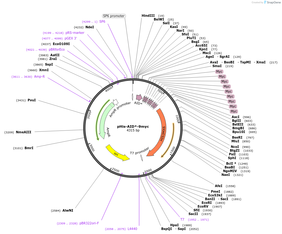 99524-plasmid-map-sequence-id-191054