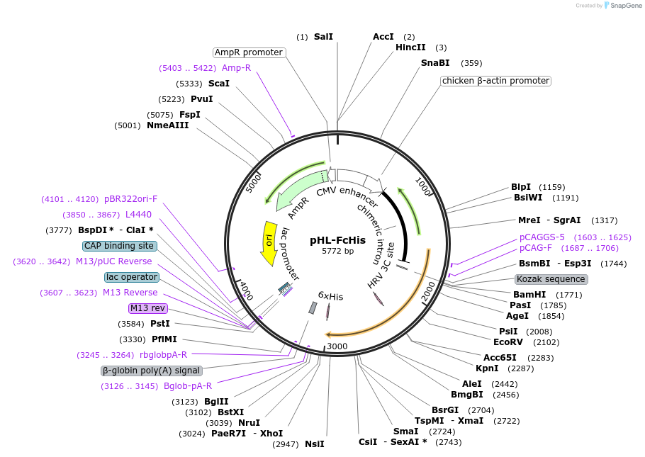99846-plasmid-map-sequence-id-191056