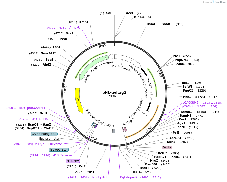 99847-plasmid-map-sequence-id-191057