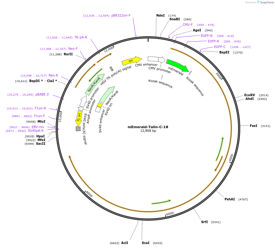 62763-plasmid-map-sequence-id-191067