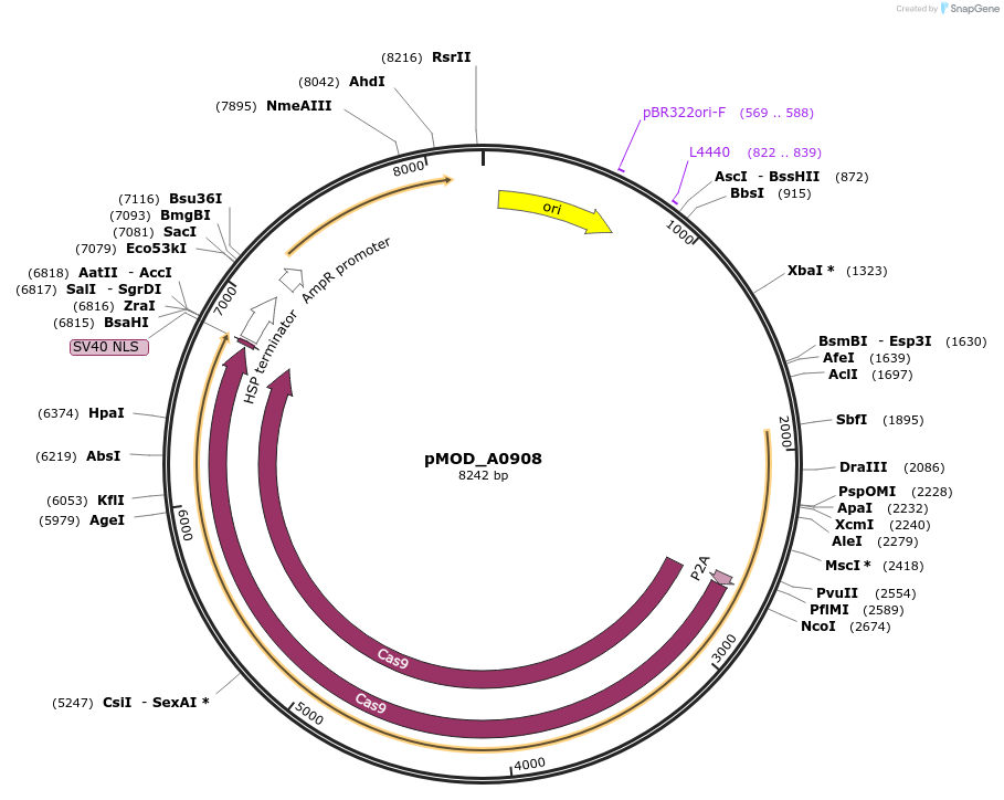 91027-plasmid-map-sequence-id-191082