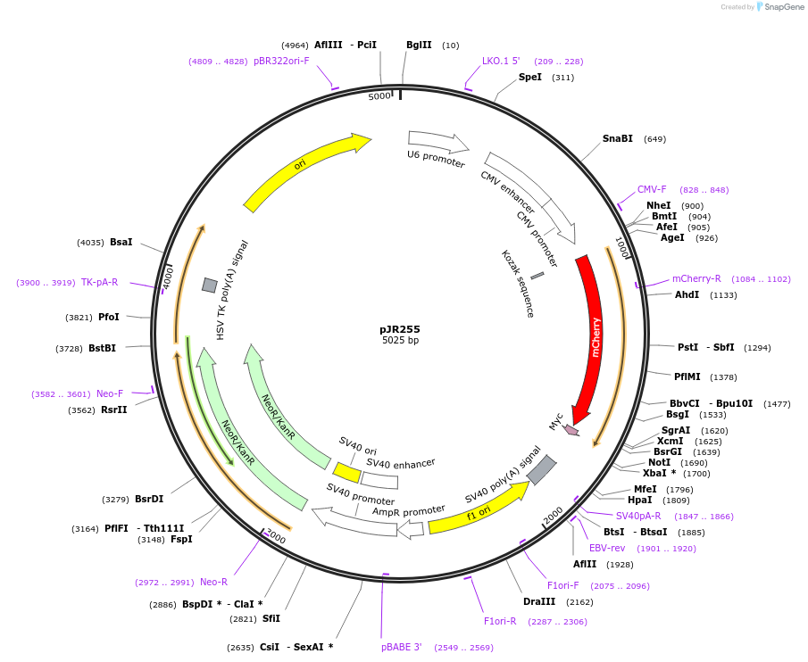 78549-plasmid-map-sequence-id-191088