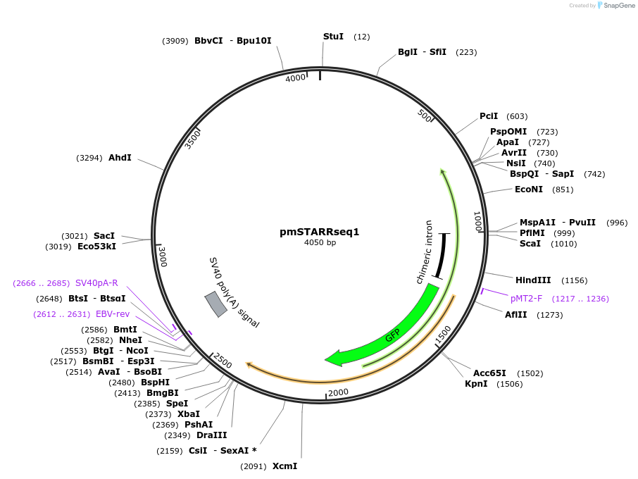 96945-plasmid-map-sequence-id-191112