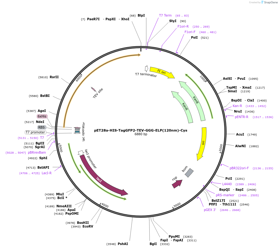 90473-plasmid-map-sequence-id-191118