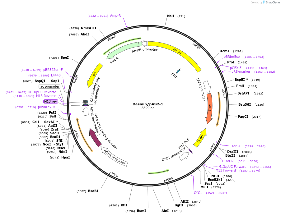 97407-plasmid-map-sequence-id-191120