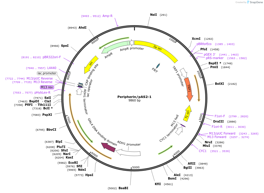 98135-plasmid-map-sequence-id-191140