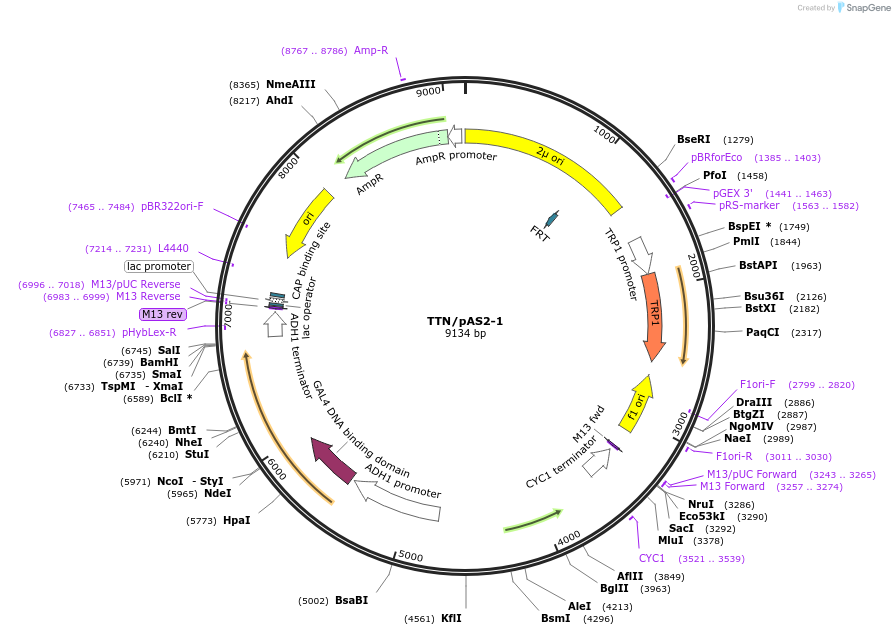 98127-plasmid-map-sequence-id-191141