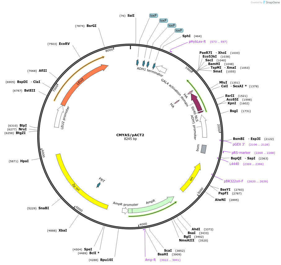 97208-plasmid-map-sequence-id-191143