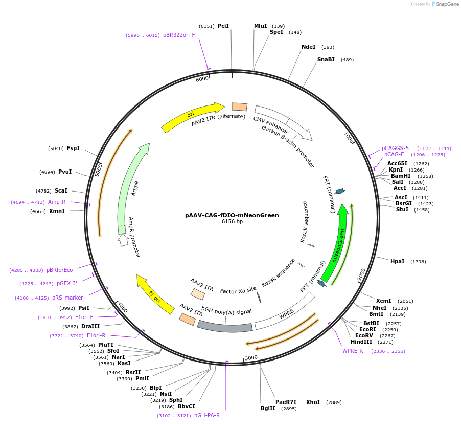 99133-plasmid-map-sequence-id-191157