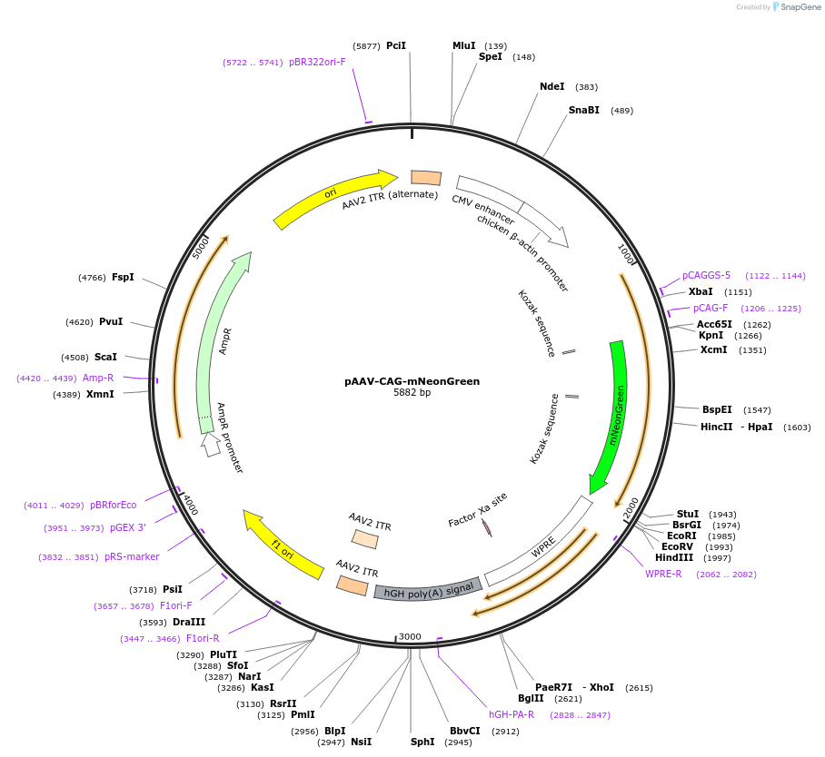99134-plasmid-map-sequence-id-191158