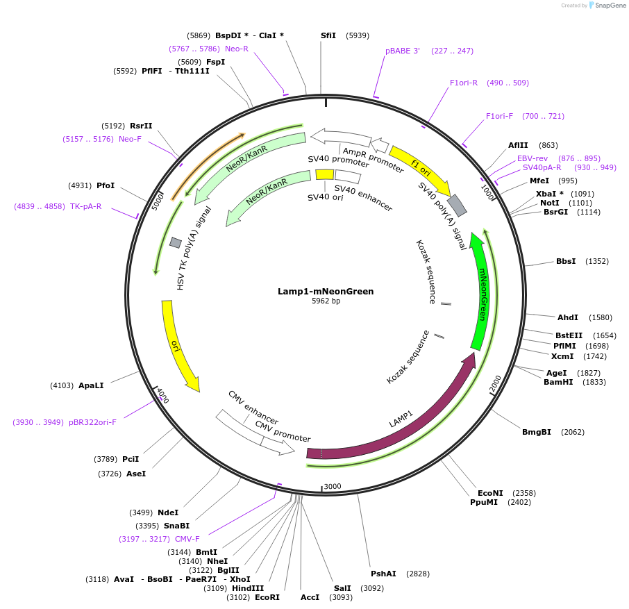 98882-plasmid-map-sequence-id-191165