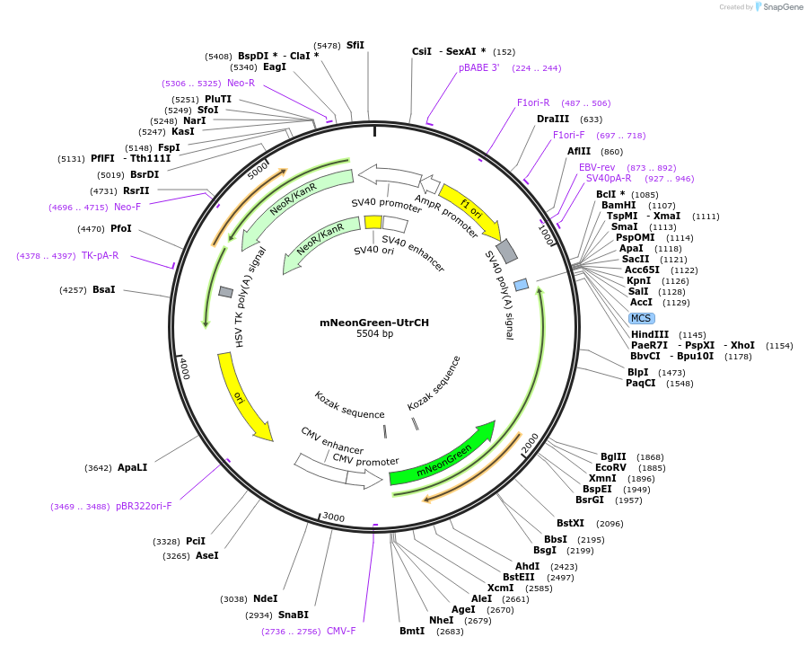 98879-plasmid-map-sequence-id-191167
