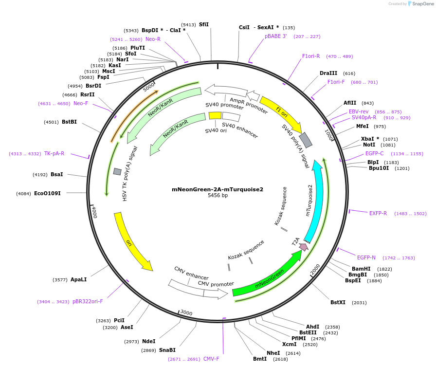 98885-plasmid-map-sequence-id-191168