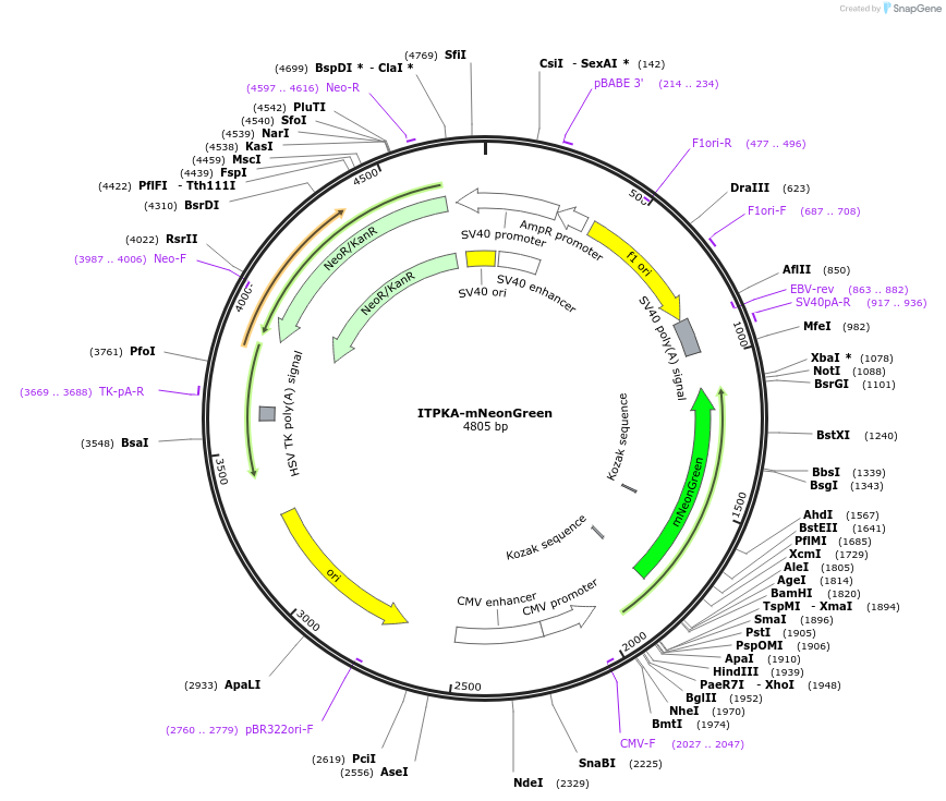98883-plasmid-map-sequence-id-191169