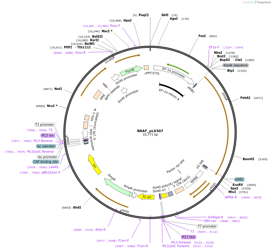 98322-plasmid-map-sequence-id-191215