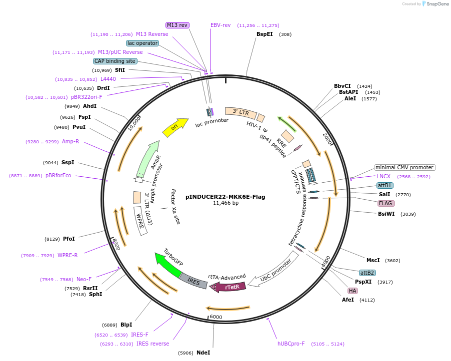 99259-plasmid-map-sequence-id-191217