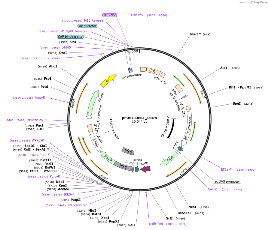 97186-plasmid-map-sequence-id-191218