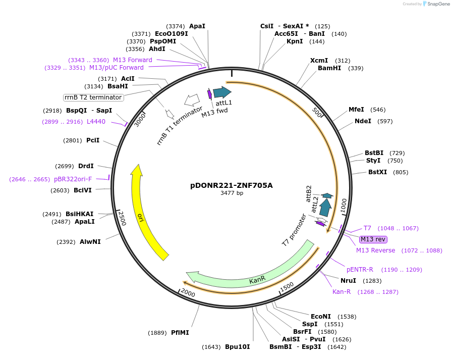 101414-plasmid-map-sequence-id-191289