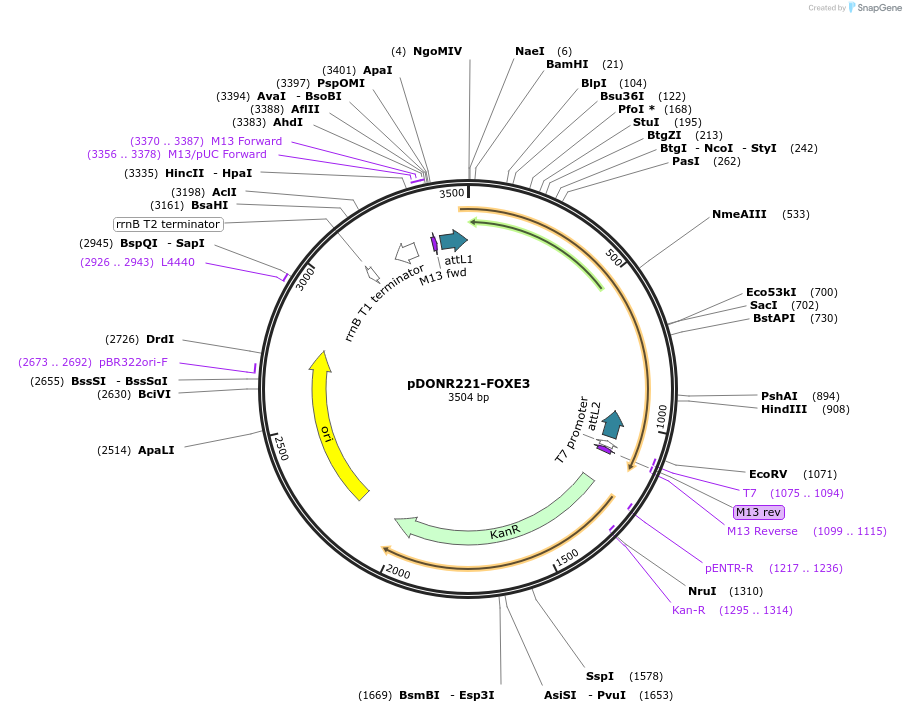 101429-plasmid-map-sequence-id-191319