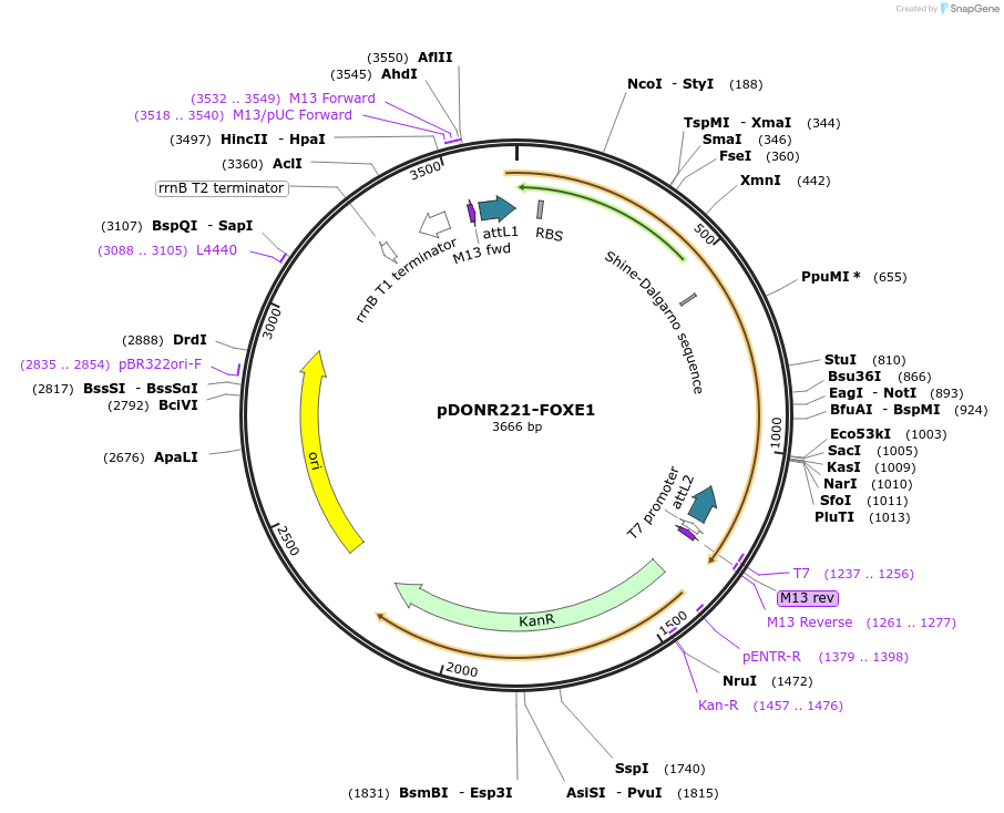 101439-plasmid-map-sequence-id-191339