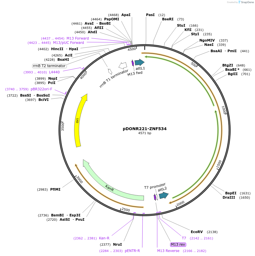 101449-plasmid-map-sequence-id-191359
