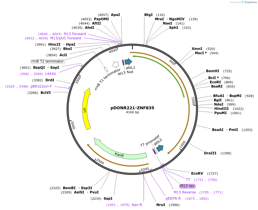 101472-plasmid-map-sequence-id-191405