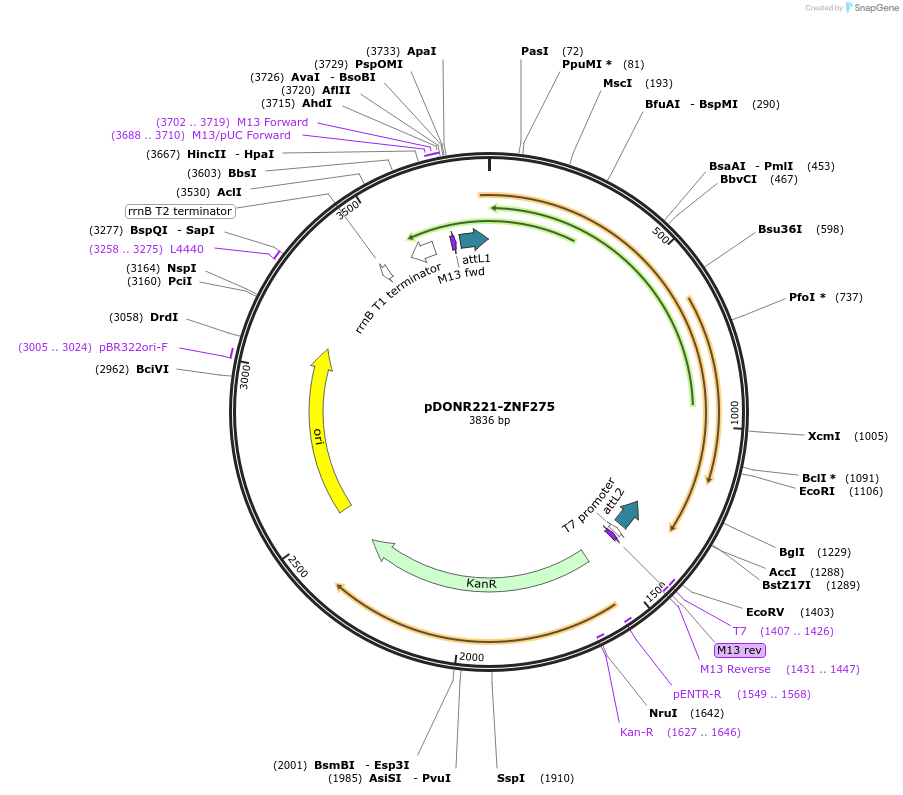 101487-plasmid-map-sequence-id-191435