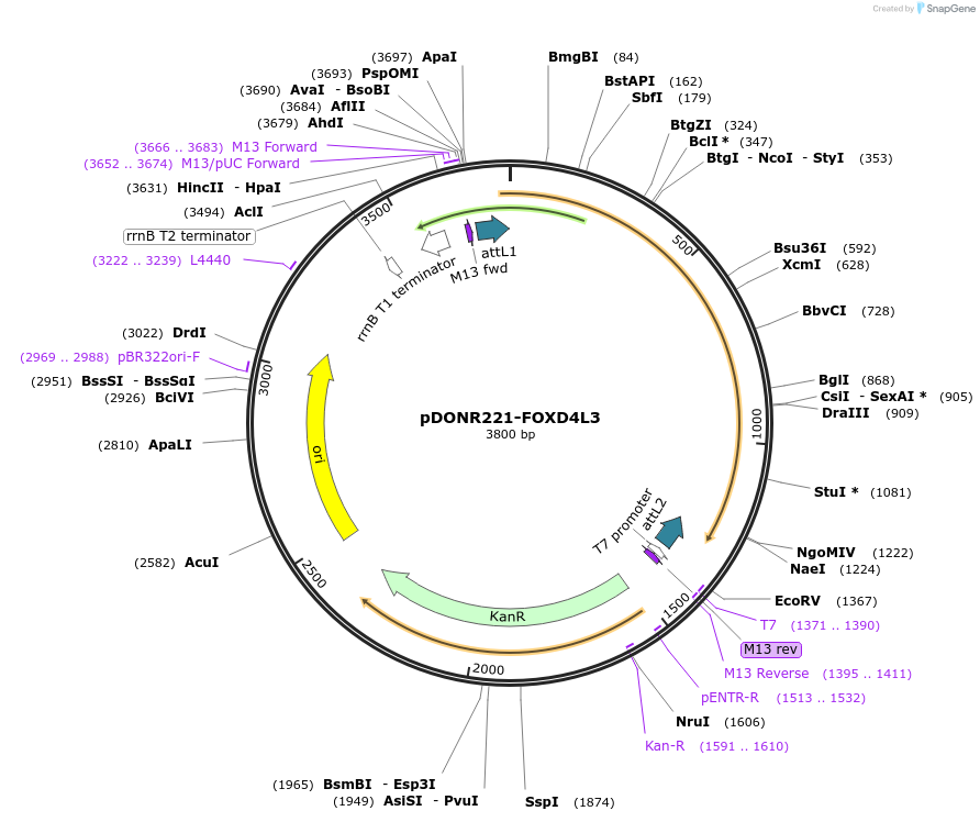 101491-plasmid-map-sequence-id-191443