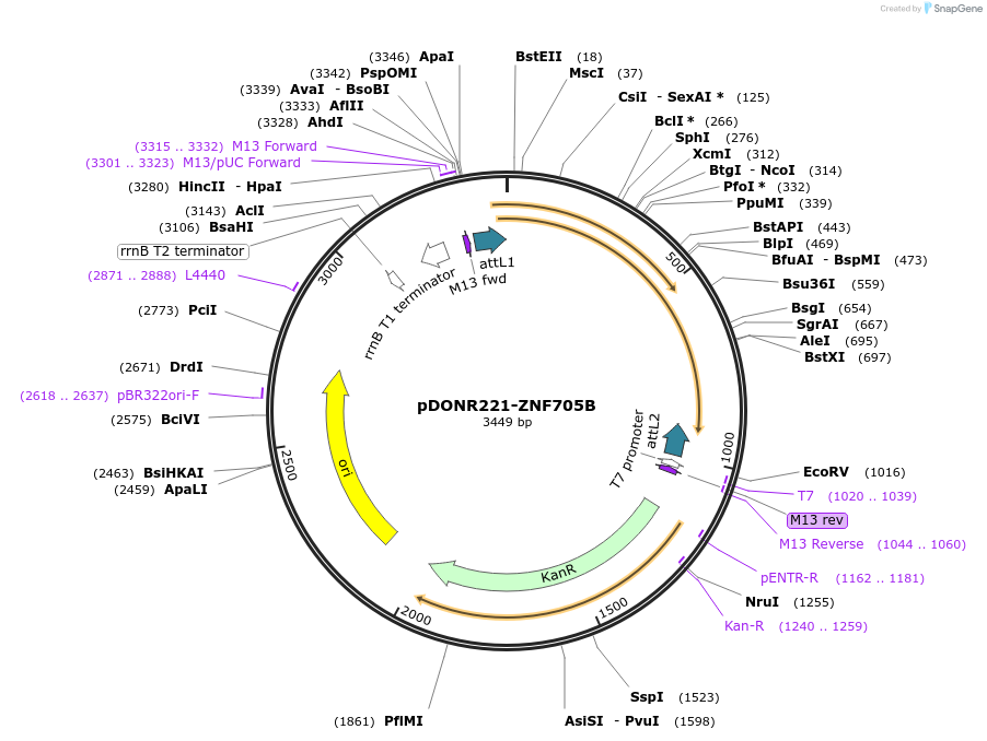 101504-plasmid-map-sequence-id-191469