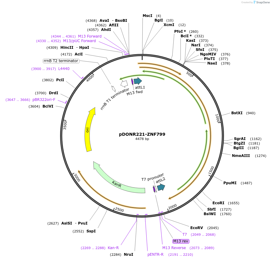101514-plasmid-map-sequence-id-191489