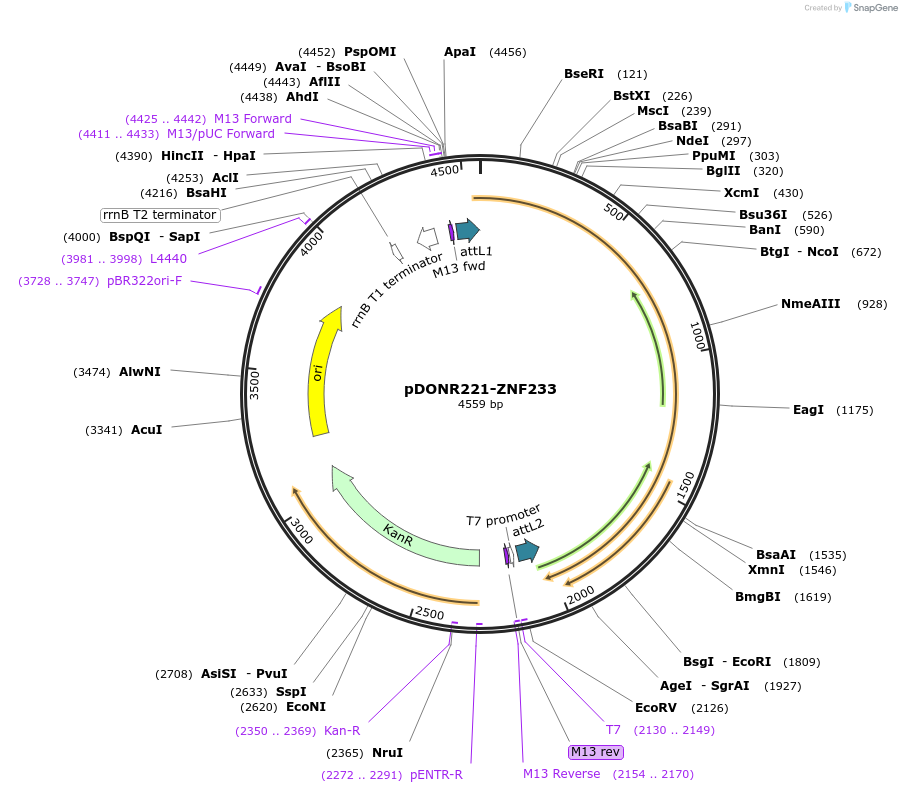 101558-plasmid-map-sequence-id-191577