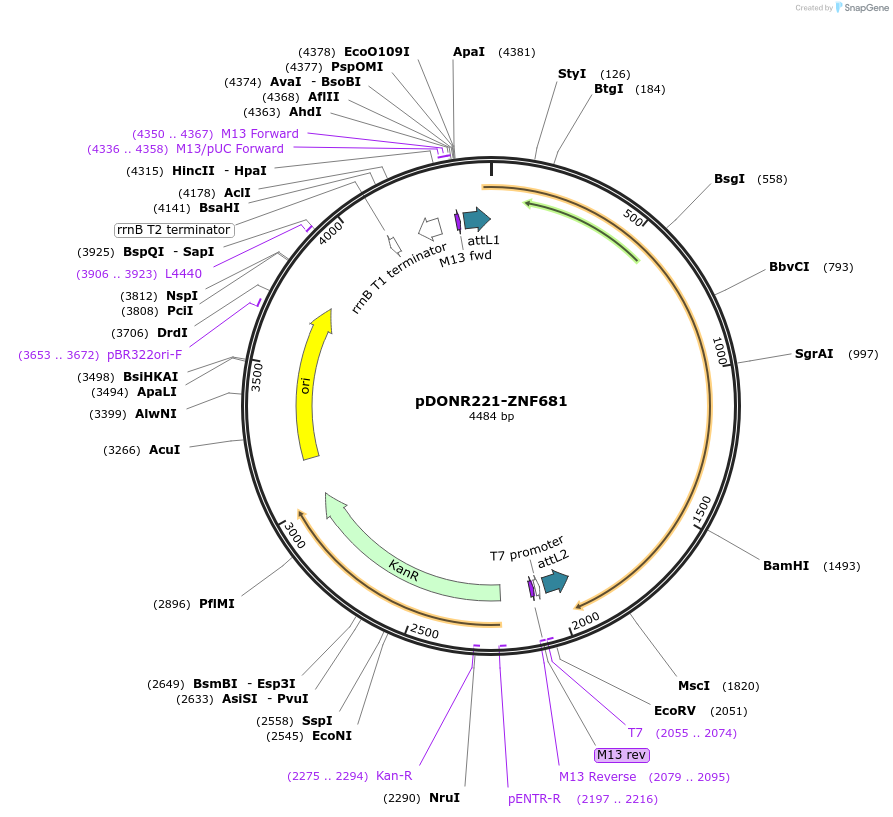 101560-plasmid-map-sequence-id-191581