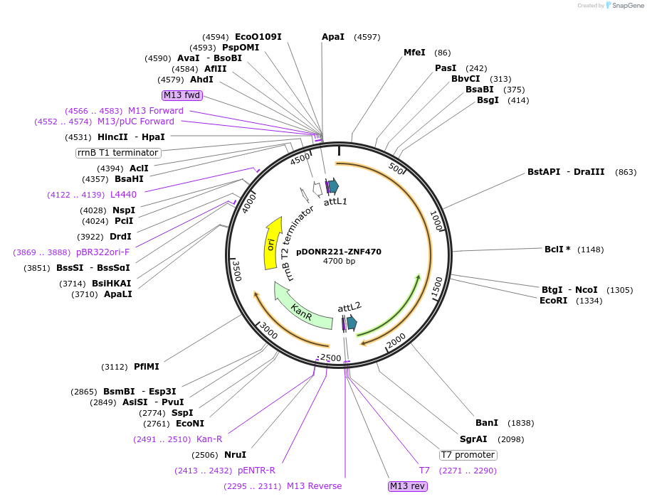 101564-plasmid-map-sequence-id-191589