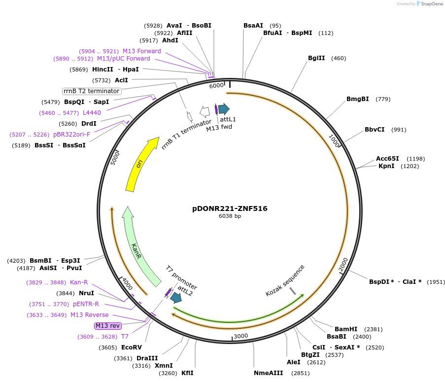 101566-plasmid-map-sequence-id-191593
