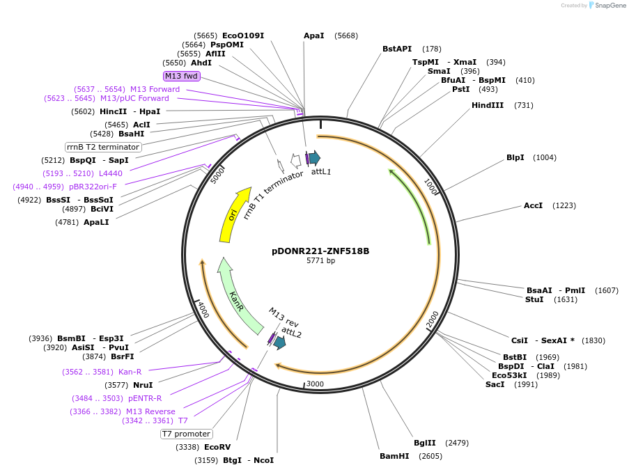 101567-plasmid-map-sequence-id-191595