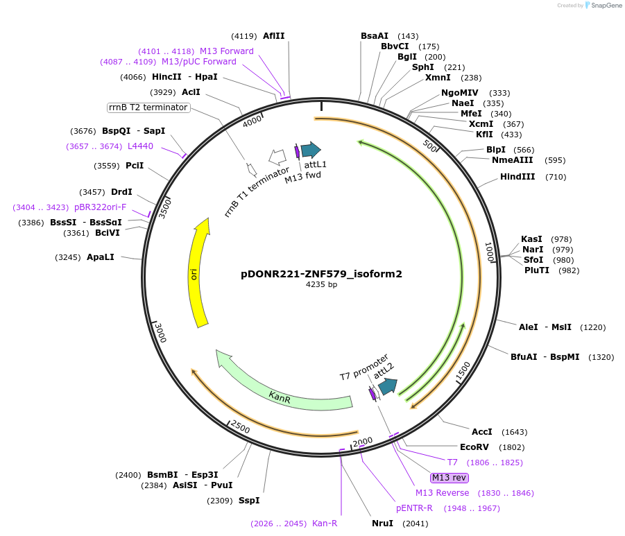 101569-plasmid-map-sequence-id-191599