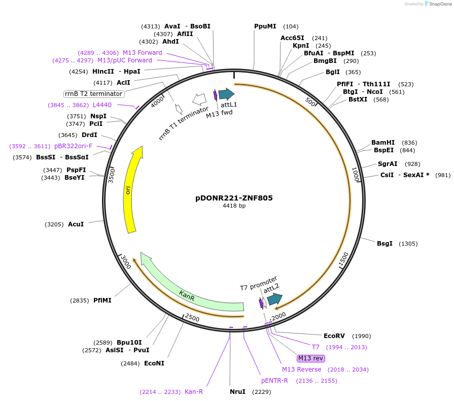 101589-plasmid-map-sequence-id-191639