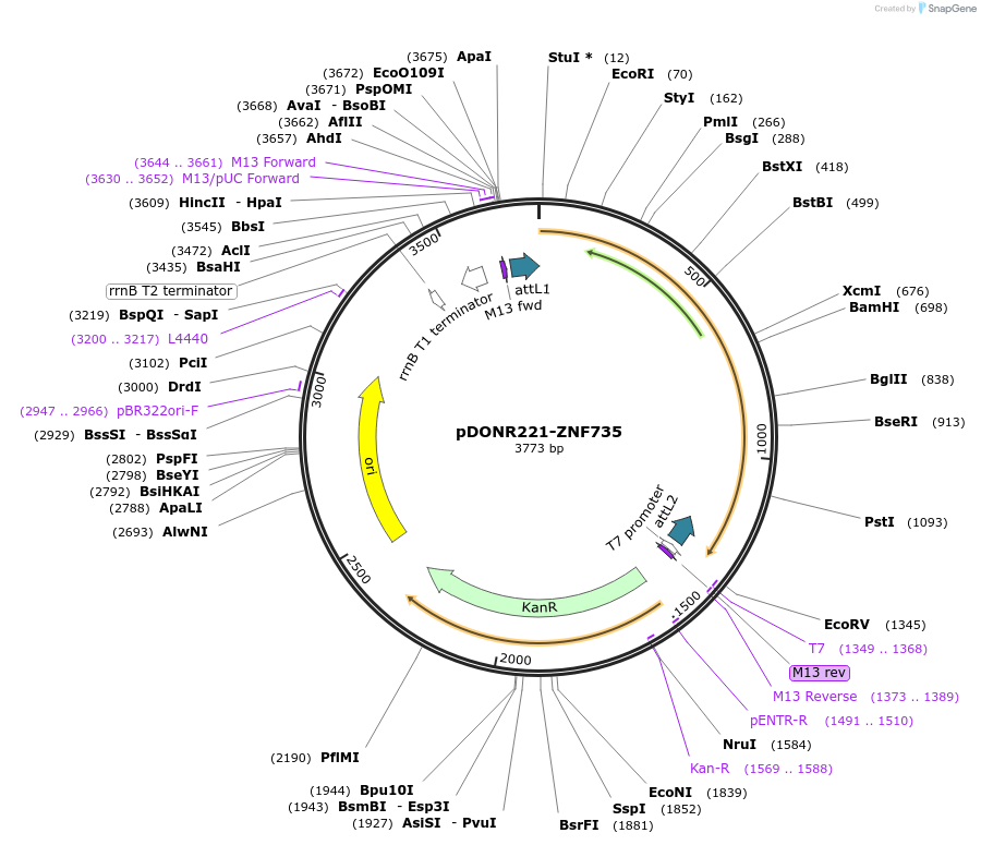 101595-plasmid-map-sequence-id-191651