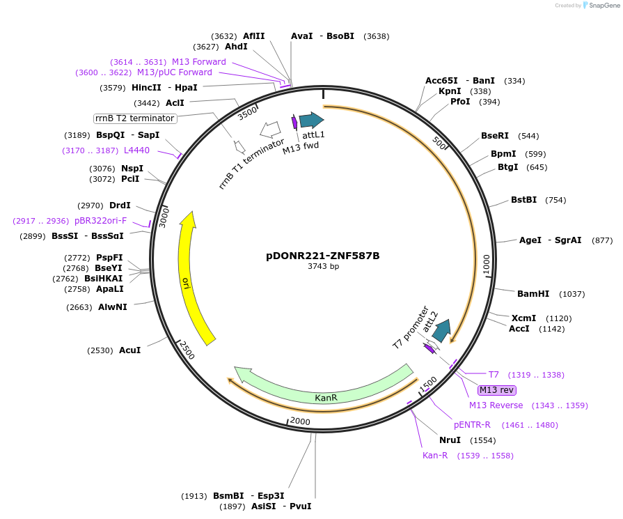 101621-plasmid-map-sequence-id-191703