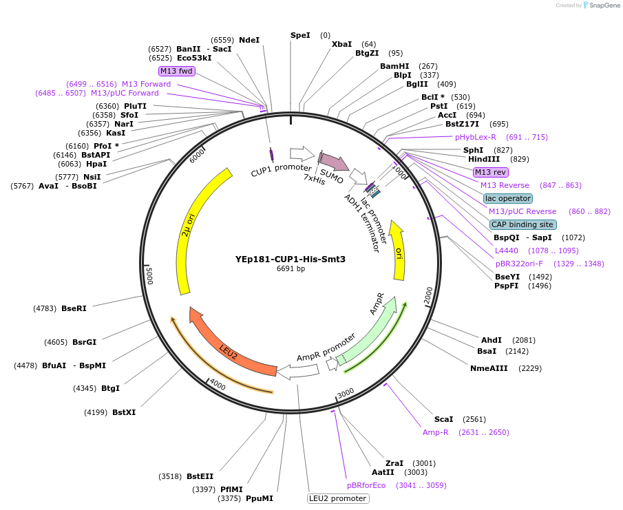 99536-plasmid-map-sequence-id-191759