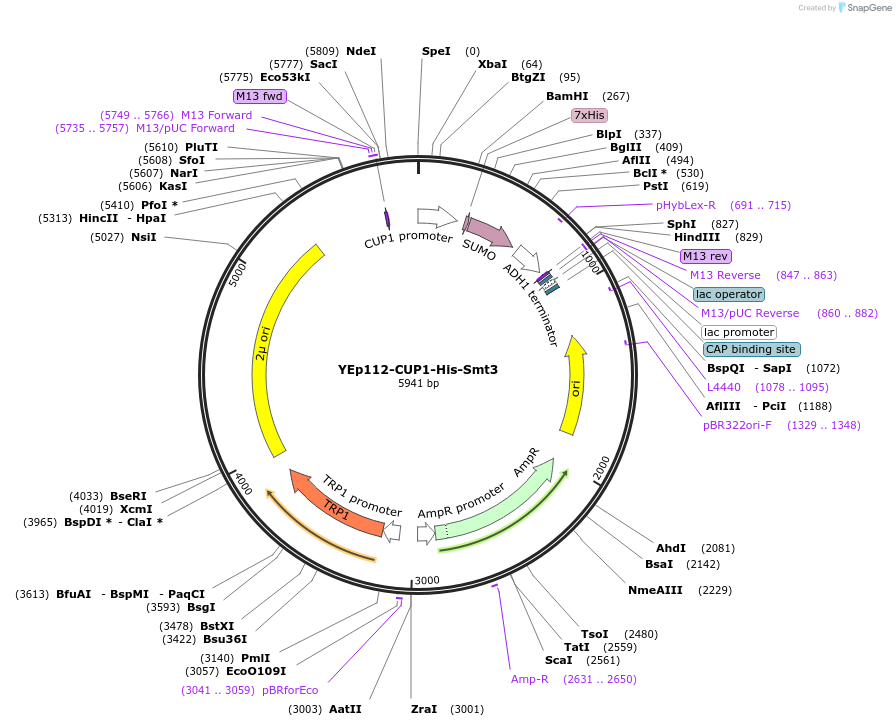 99537-plasmid-map-sequence-id-191761