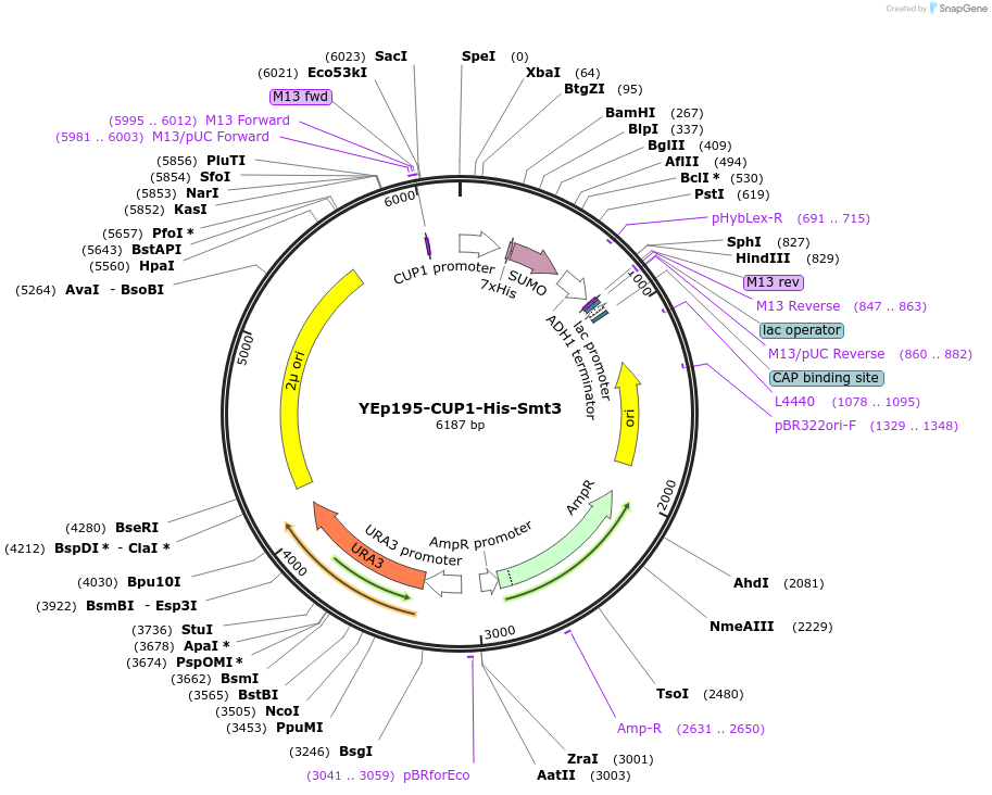 99538-plasmid-map-sequence-id-191762