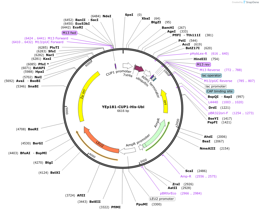 99539-plasmid-map-sequence-id-191764