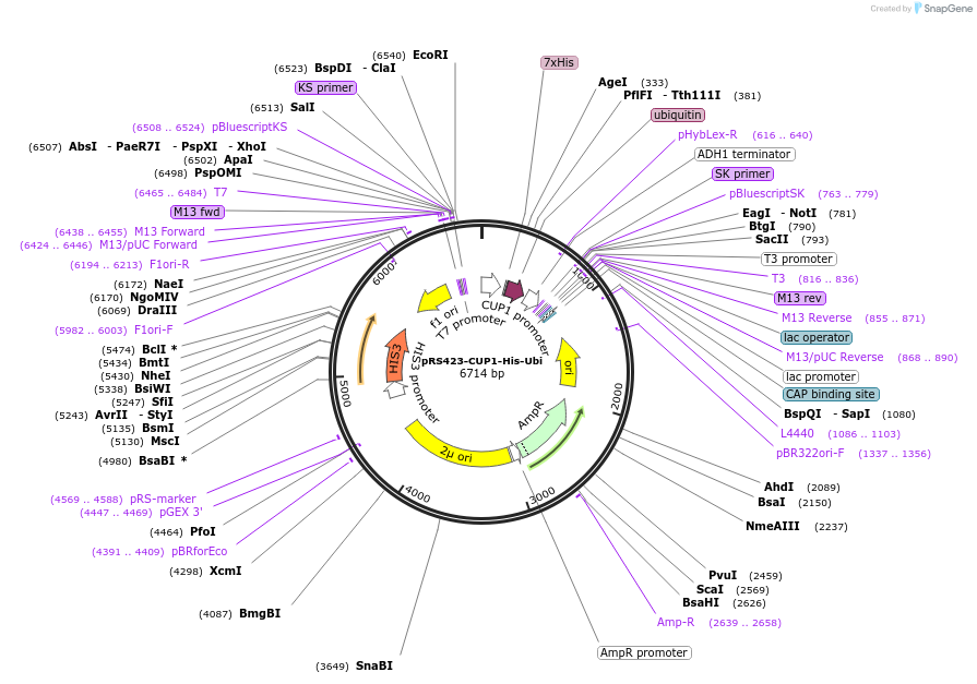 99541-plasmid-map-sequence-id-191768