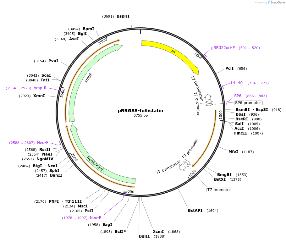 99066-plasmid-map-sequence-id-191770